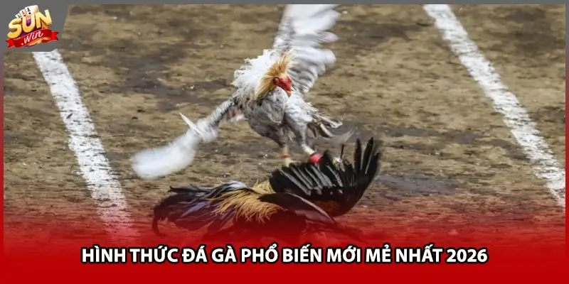 Hình thức đá gà phổ biến mới mẻ nhất 2026