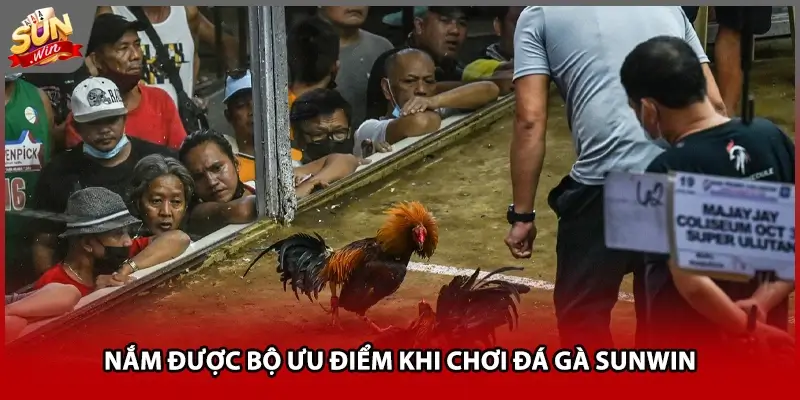 Nắm được bộ ưu điểm khi chơi đá gà Sunwin