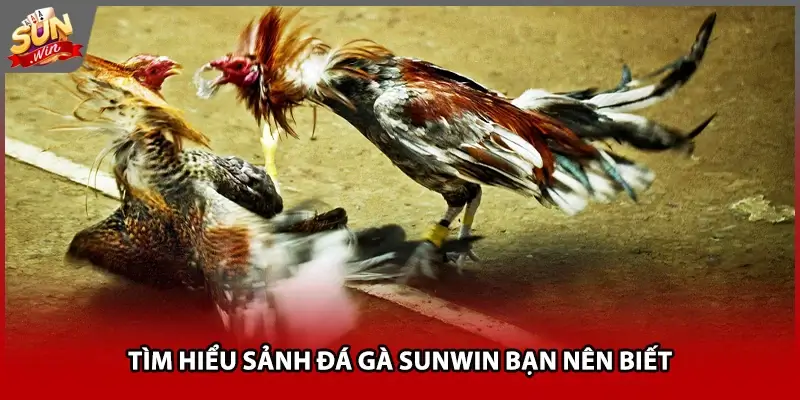 Tìm hiểu sảnh đá gà Sunwin bạn nên biết
